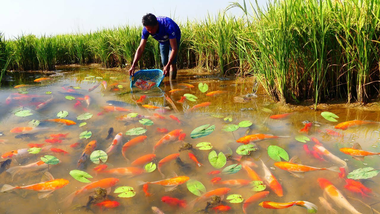 amazing! So Beautiful fish a lot, Finding all Colored fish, red fish at field