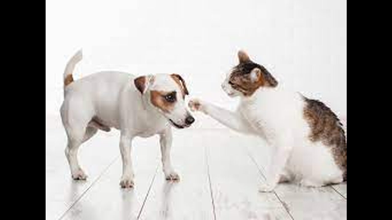 Funny Animal Videos Part est Dogs And Cats Funny Videos__29(720p)