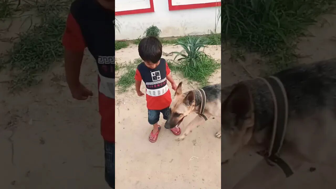 #dogwithchild #ytshorts #rudrakrishna #dog