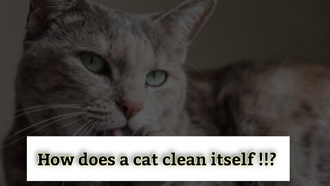 How does a cat clean itself?