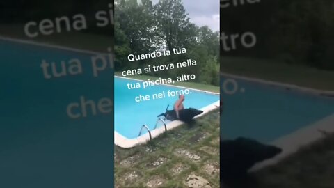 CINGHIALE IN PISCINA!