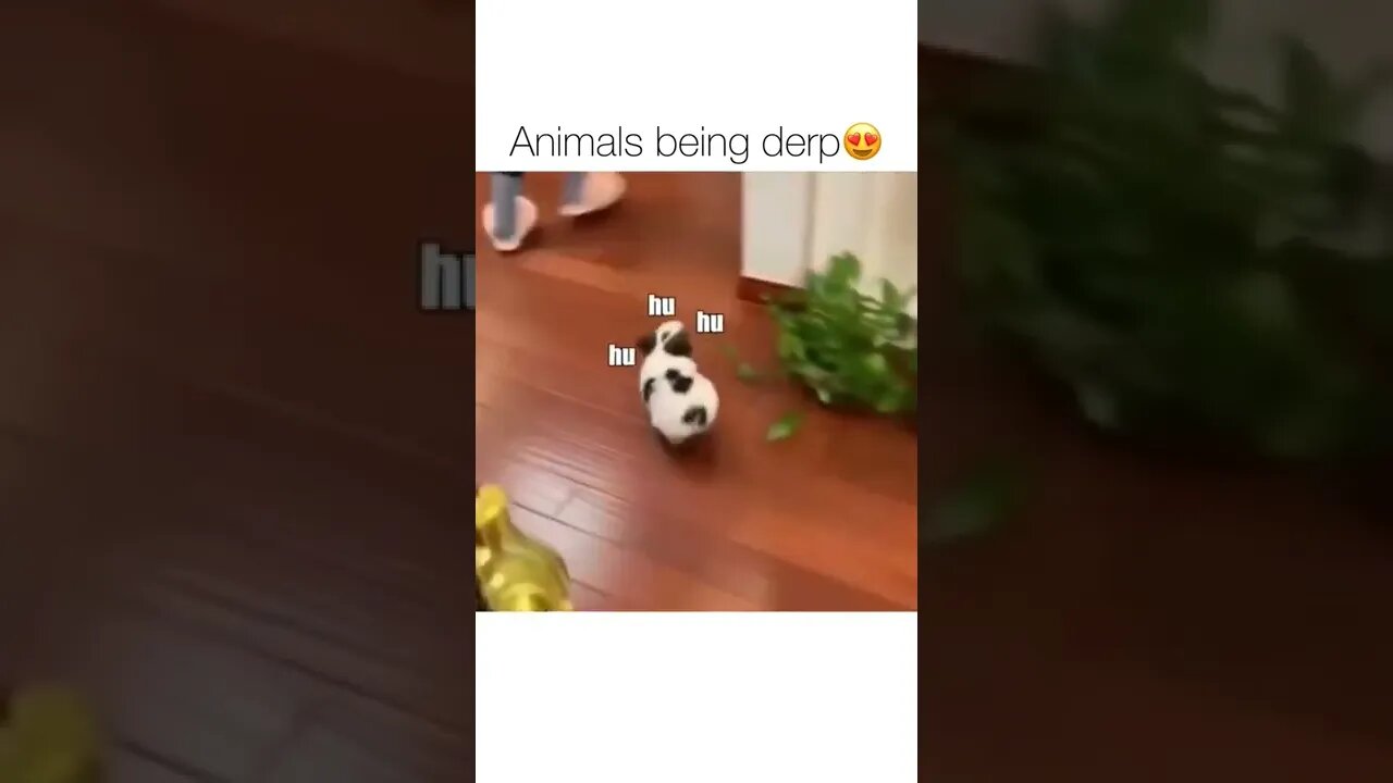 🤣best thing u will ever see !!!
