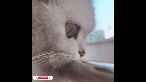 cute cat videos 😹 funny videos 😂929