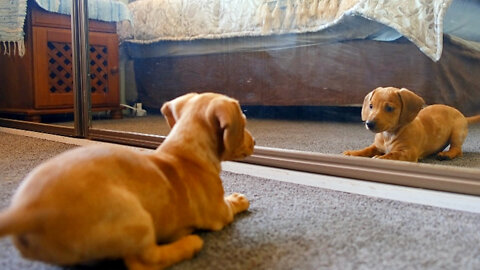 Puppies discovering mirror for the first time