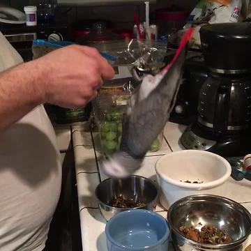 African Grey Parrot is way too impatient for dinner