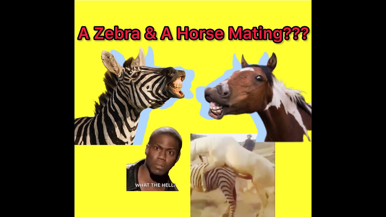 Horse & Zebra Breeding (Rare)