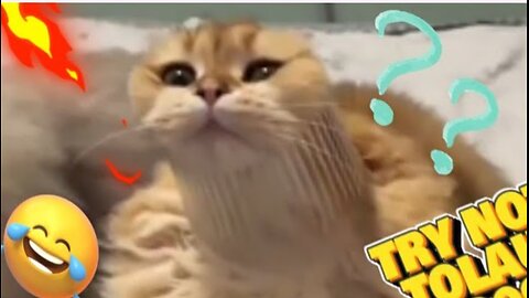 Try Not To Laughing compilation 🤪