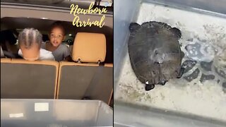 Scrappy's Wife Bambi & Kids Return Lost Turtle Back To The Lake! 🐢