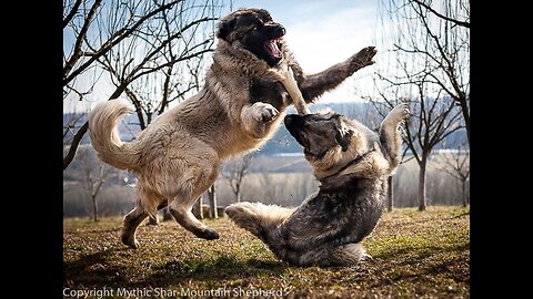 Double the Fun! 🐶 Two Dogs Playing Together 🎉🐾