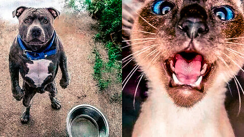 Funniest Cats and Dogs #01