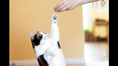 Cats 101 : Basic Cat Training Tips