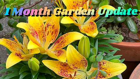 1 Month Garden Update - Container Gardening Potatoes, Peas, Tomatoes, Jalapenos, Flowers, Lizard