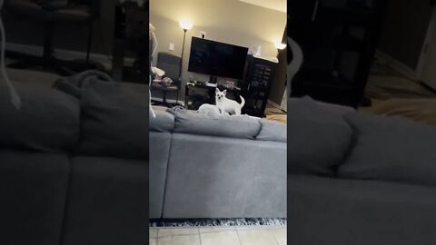 The look on his face when he realizes he got caught 😶