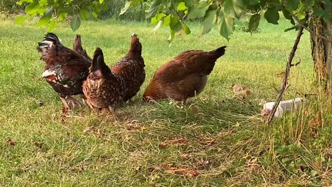 Free range baby chick update