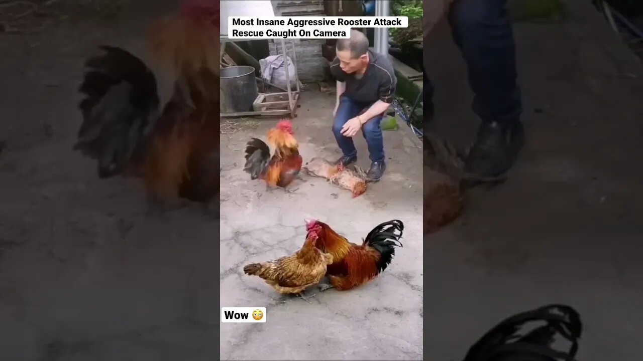 Most Insane Aggressive Rooster Attack Rescue Caught On Camera #animals #shorts #rooster #attack