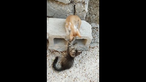 Cute baby cat playing