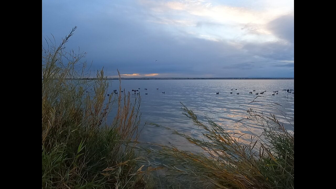 Doubled up ducks