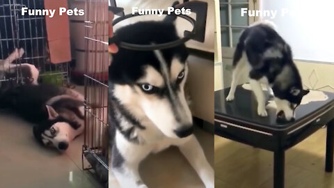 🤣Funny Dog Videos 2021🤣 🐶 It's time to LAUGH with Dog's life
