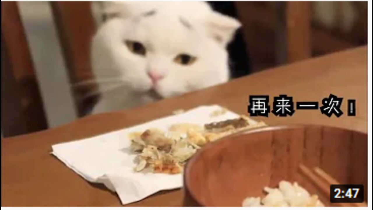 FUNNY TUTE: Funny movie of cats compilation 2019 | cute cats
