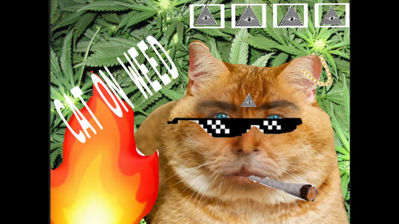 CAT ON WeED🔥 (CAT VIDEO) (FUNNY CAT VIDEO)