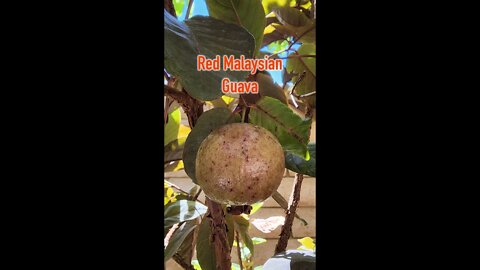 Red Malaysian Guava - GreenMangoes #gardening #viral #shorts #fruit #grow #garden