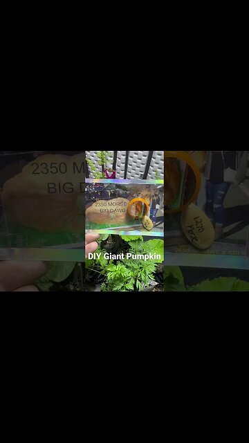 Big Dawg Seeds #giantpumpkin #pumpkinseeds #garden #gardeningtips #diy
