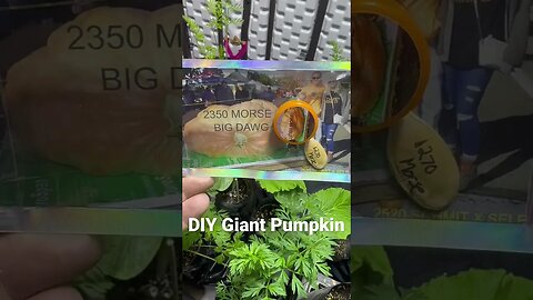 Big Dawg Seeds #giantpumpkin #pumpkinseeds #garden #gardeningtips #diy