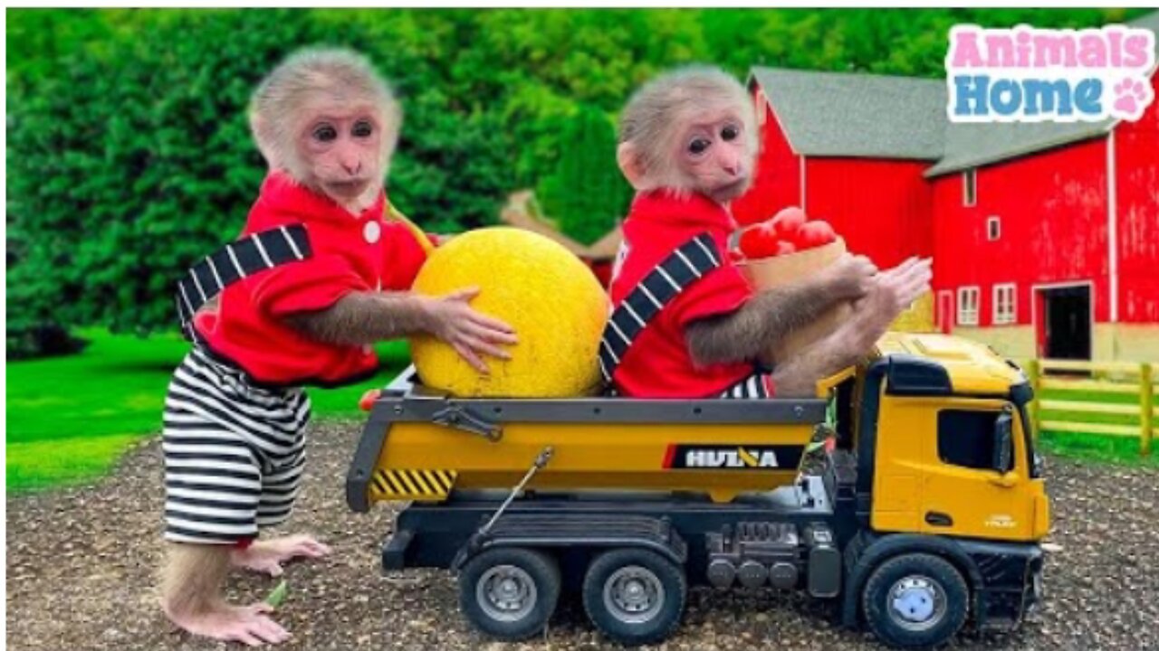 Monkey BiBi goes fishing and harvesting fruits on the farm