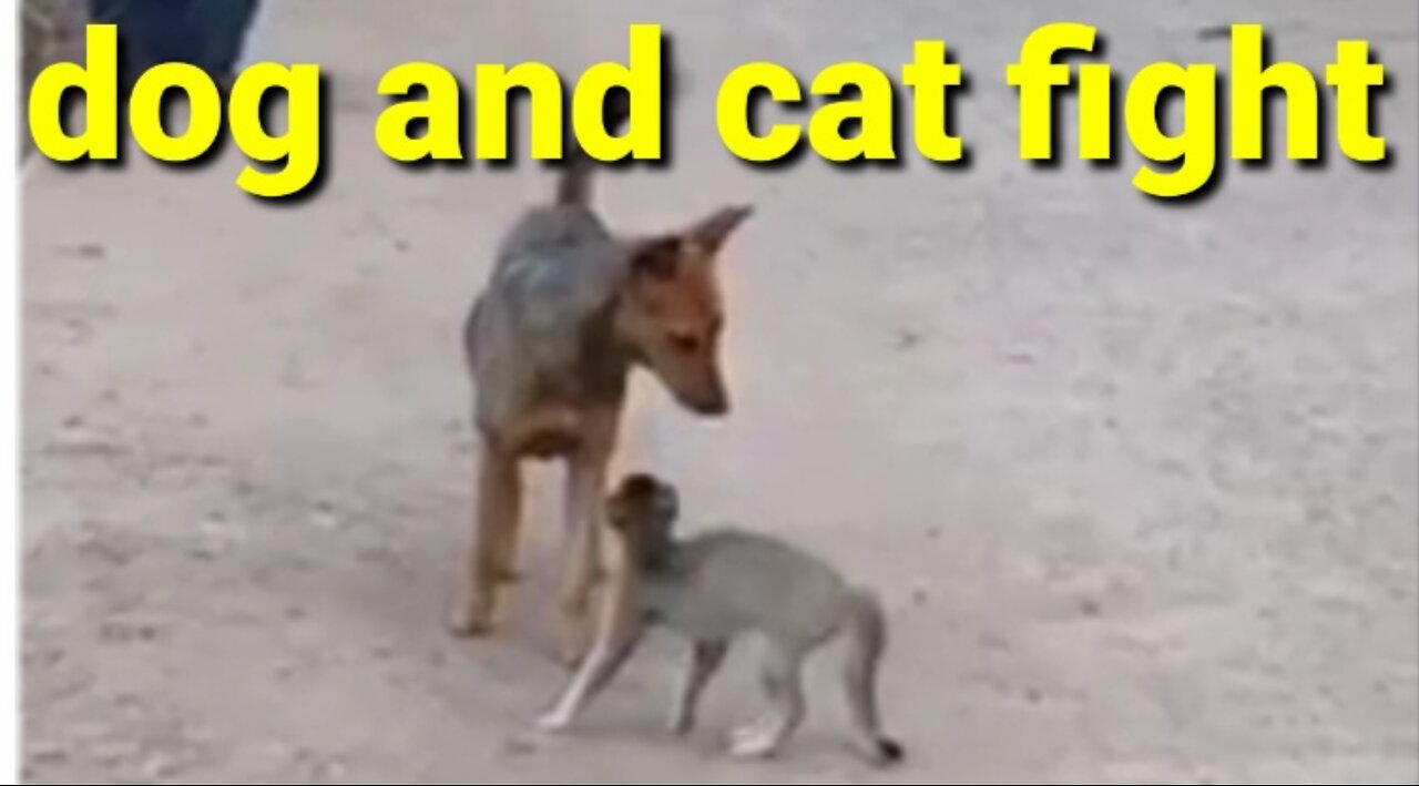 dog and cat fight