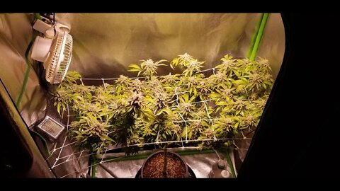 How I Scrog Cannabis : North Genetics Mr. Cruz Episode 12 Day 57 "How to Flush Cannabis Part 4??" 🚽