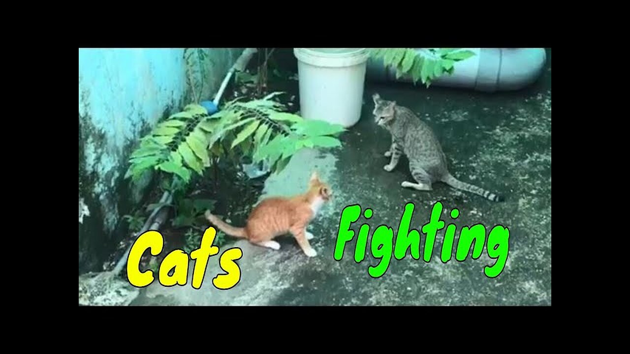Cats Fighting For The 1st Time Seeing Each Others | Viral Cat