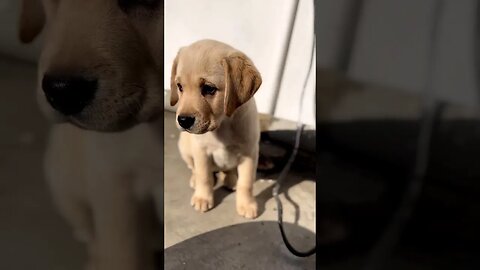 Cutest Labrador Puppy