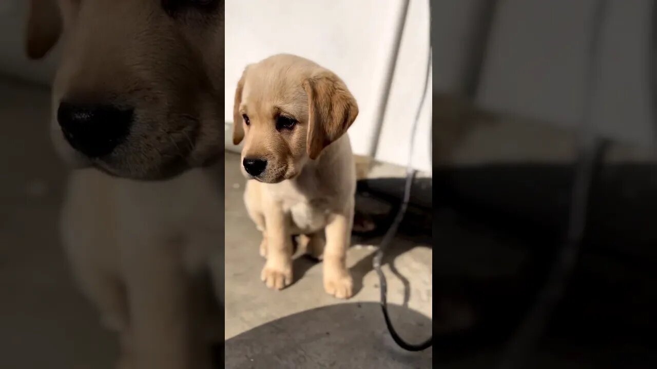 Cutest Labrador Puppy