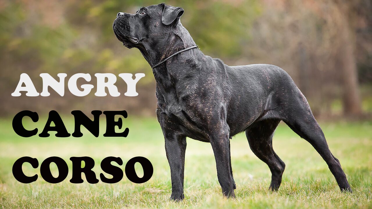 Cane Corso dog barking