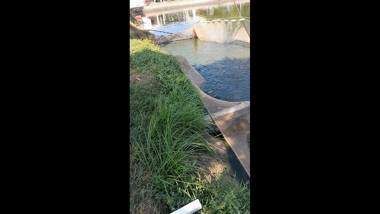 Harvesting fish in ponds in Vietnam - African Catfish