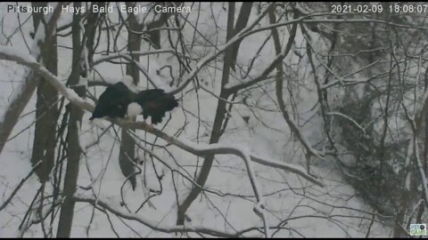 Hays Eagle Mom flys to woods limb Mating 2021 02 09 6:07PM