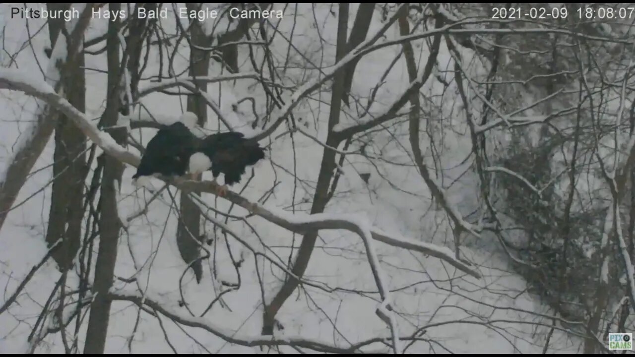 Hays Eagle Mom flys to woods limb Mating 2021 02 09 6:07PM
