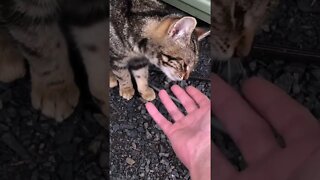 Puff the feral kitten takes herself outdoors