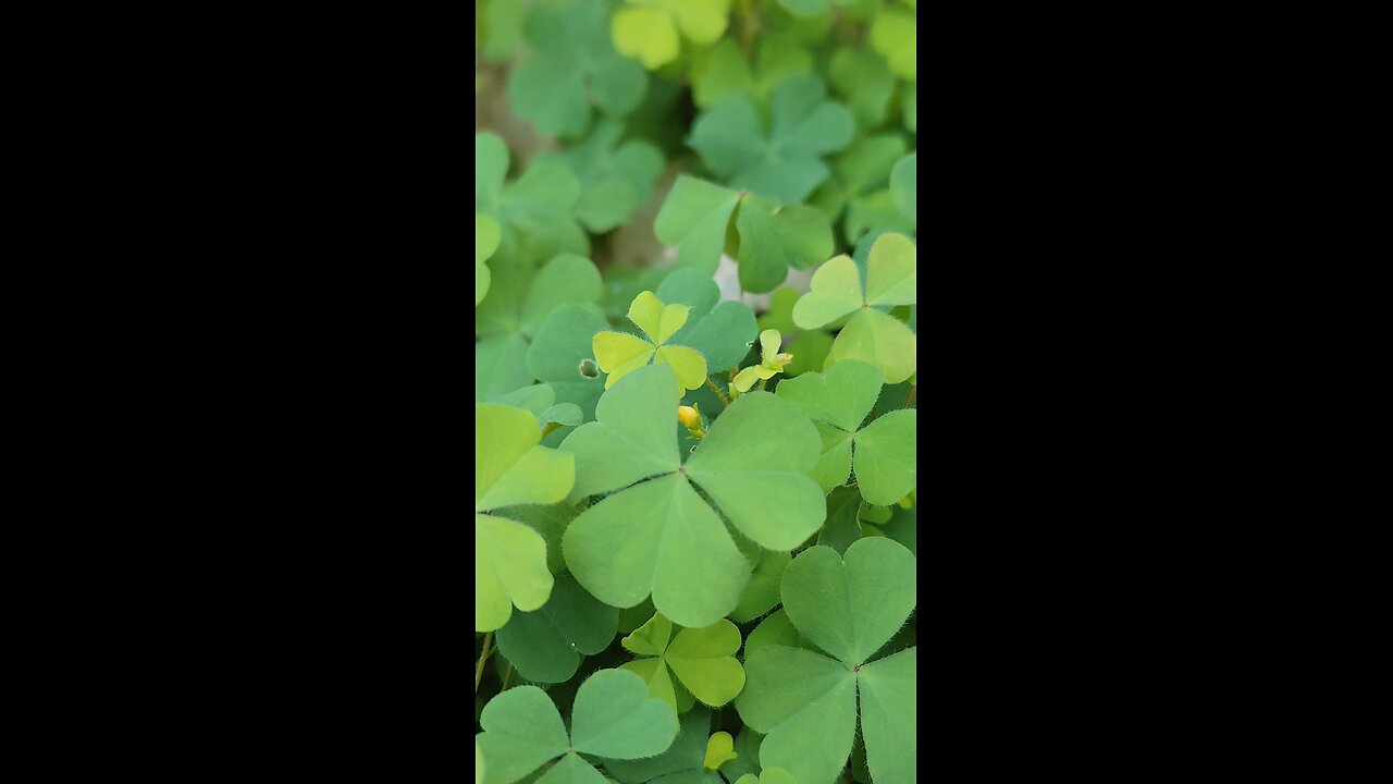 clover leaves