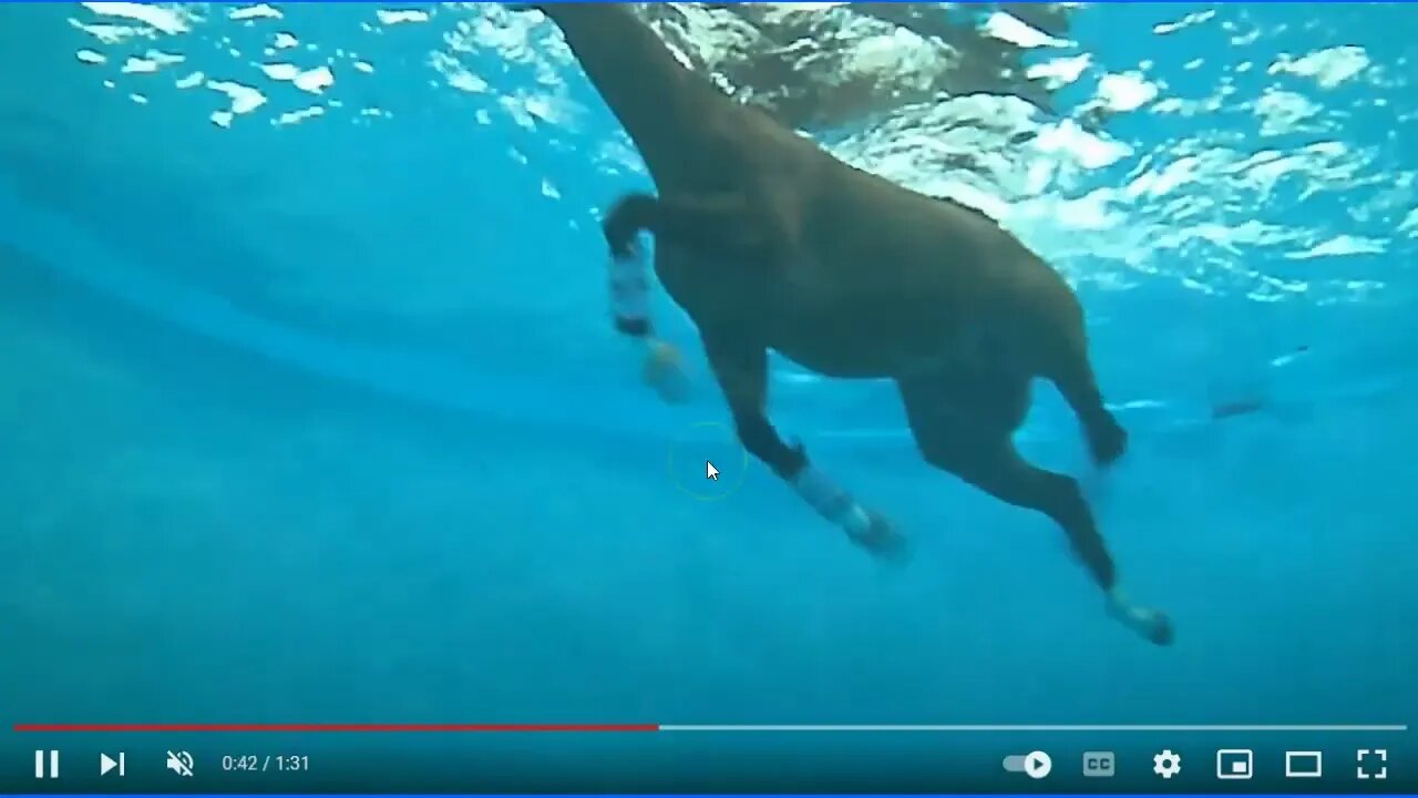 Dangers Of Horse Swimming - It Can Be Fun Swimming With Horses But Also Risky