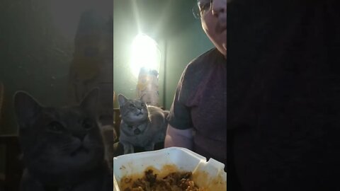 Lil Guy wants a bite ,awesome cat