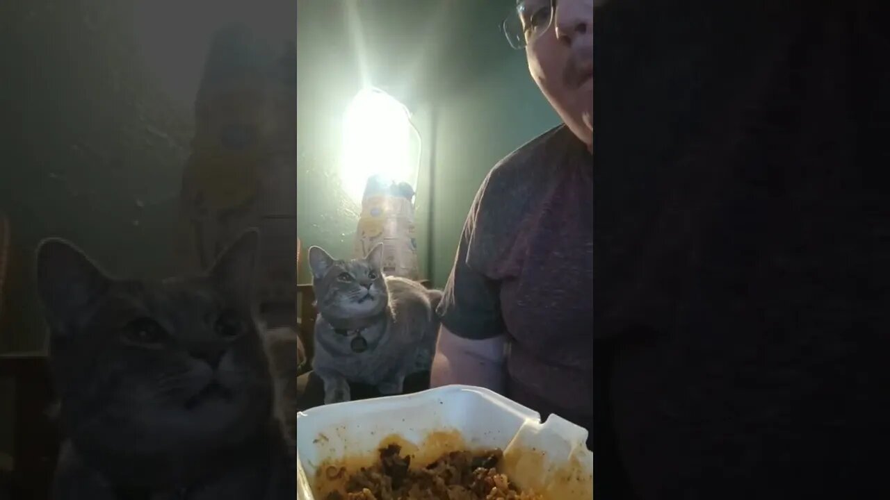 Lil Guy wants a bite ,awesome cat