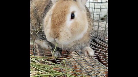 #bunny #homesteading #farm