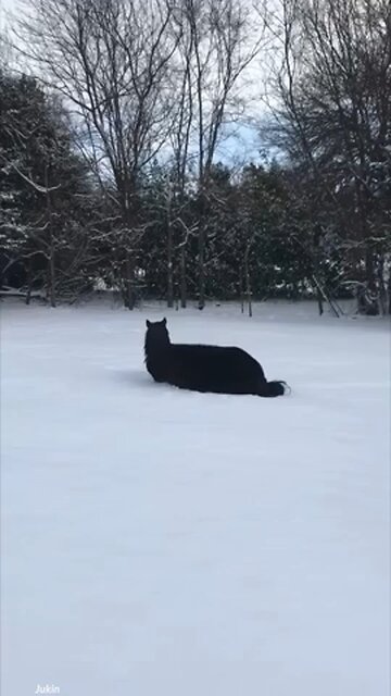 Horse reacts to first time seeing snow 😍