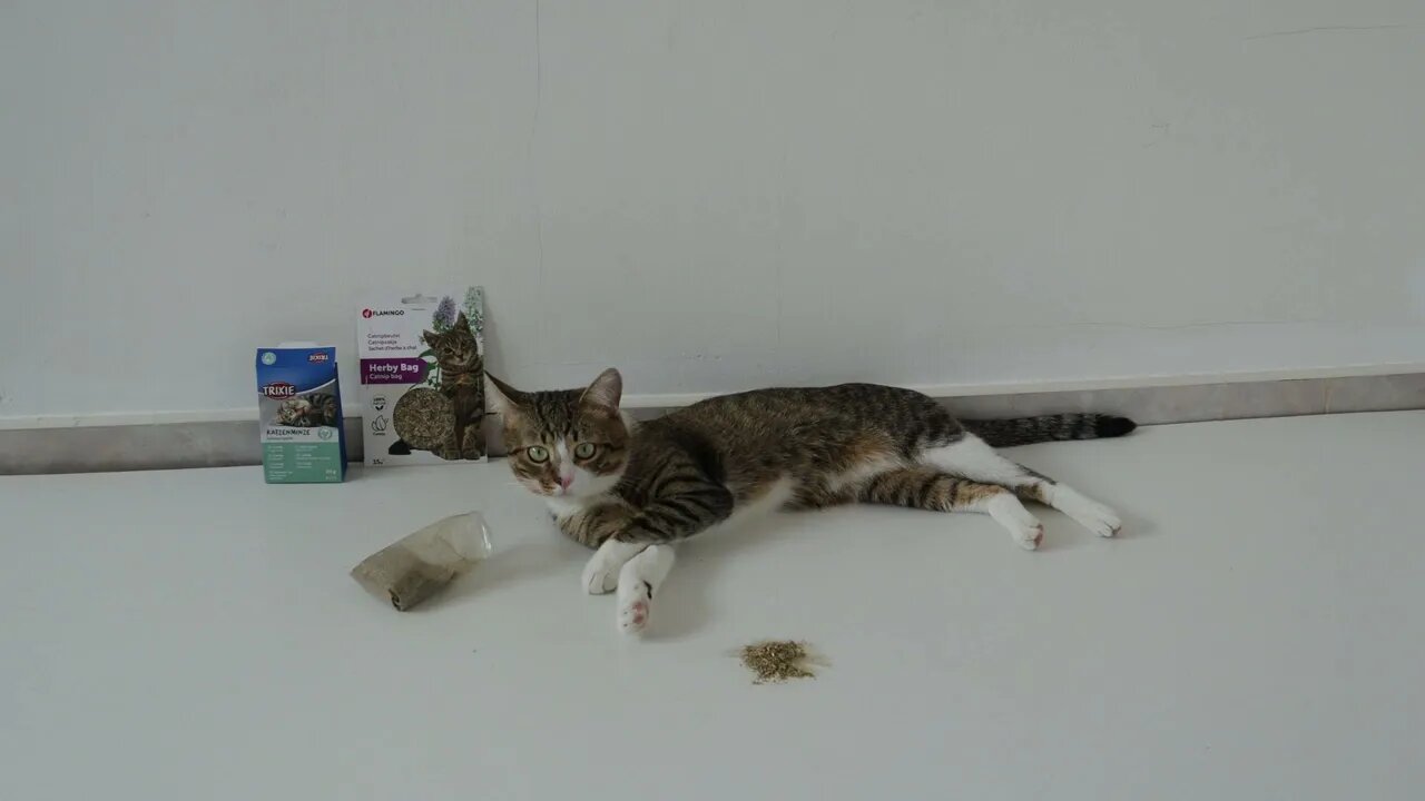 Little Cat Likes Catnip