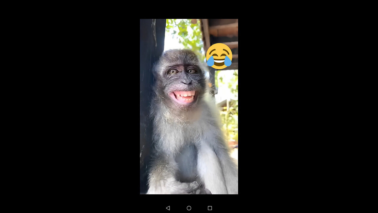 Funny monkey 🐵😂😃😅😂😃