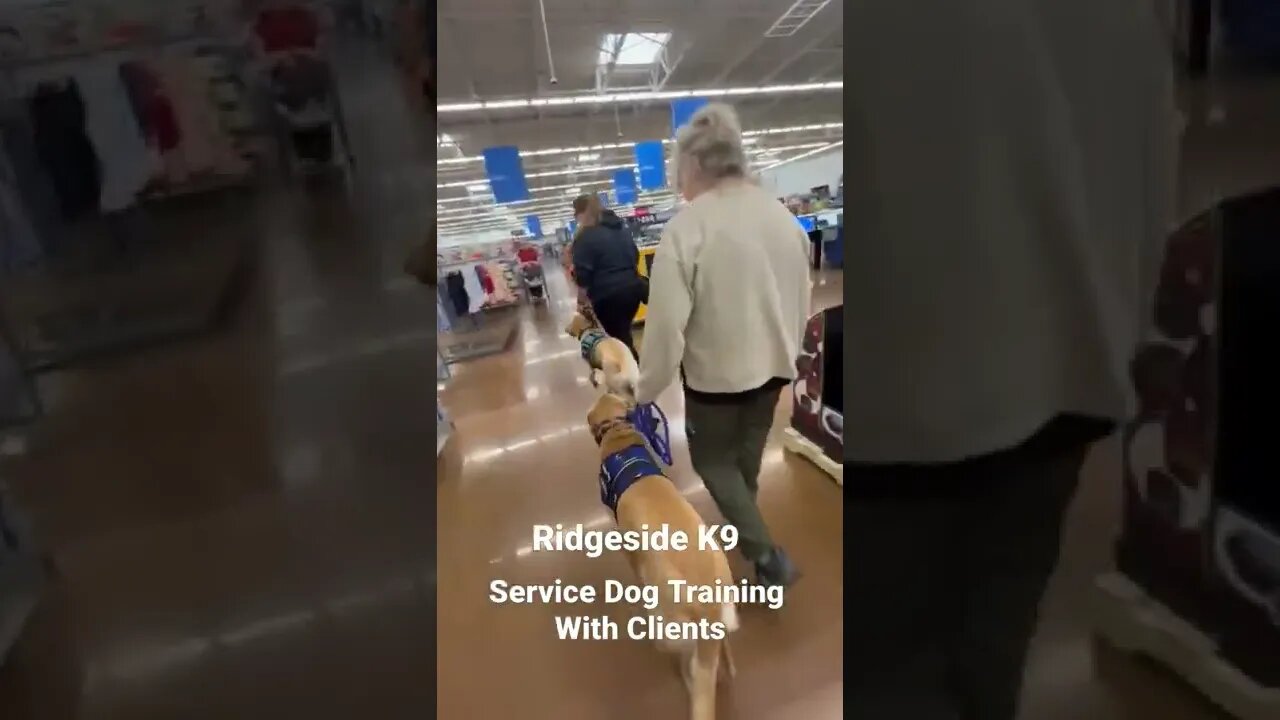 Just another day with service dogs.