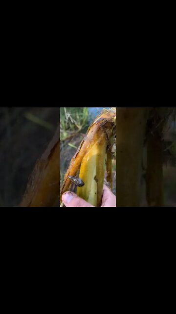 Blood Sucking Parasite!