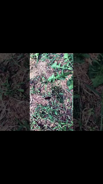 Found a Wooly Worm while mowing.