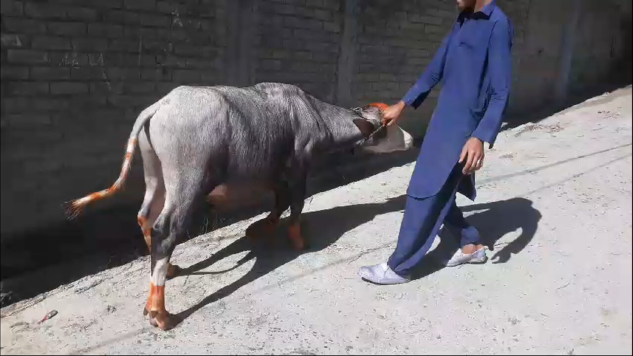 Eid ke liy k Eid ka laya la le yai bag gaya